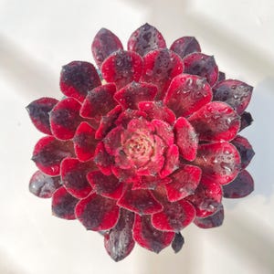 Pode incluir: Uma planta suculenta em close-up com folhas vermelhas escuras e roxas escuras. Gotas de água são visíveis nas folhas, adicionando um efeito brilhante. O centro da planta é um tom de vermelho mais claro, criando um contraste marcante. Uma planta vibrante.