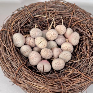 May include: A collection of small, round, pale grey-pink Lithops succulents with brown speckled patterns and a central fissure, clustered together inside a circular nest constructed from thin, dark brown, interwoven natural twigs.