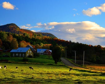 Vermont Autumn Farm Print – New England Fall Foliage, Cows
