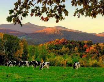 Fall Sunset Photo Print: Cows in Vermont Mountain Landscape