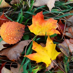 Vermont, photo fine art, free shipping, wall art, gift art, signed by artist, Vermont print, New England, Vermont fall autumn, limited ed
