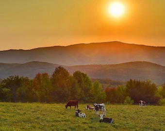 Limited Edition Vermont Cows Summer Sunset Photography Print, Mountain Landscape Wall Art