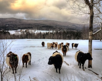 Vermont Winter Cows Fine Art Photo Print