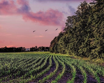 Vermont landscape-Vermont photo print-Vermont farm-Vermont gift-New England-lifelong gift-scenic photoart-sunset photo-geese flying-gift-art