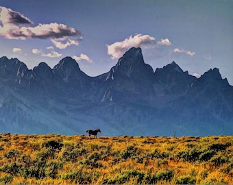 Grand Teton Horse Photograph: Wyoming Mountain Landscape Art