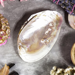 May include: An oval-shaped abalone shell with a smooth, iridescent interior surface displaying pearlescent white, cream, and soft purple hues. The shell features a natural, glossy finish with organic contours and a slightly irregular, curved edge.