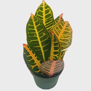 Puede incluir: Una planta de Croton en maceta con hojas verdes, amarillas y rojas vibrantes. Las hojas tienen un patrón llamativo de venas amarillas sobre un fondo verde oscuro, con bordes rojos. La planta está en una maceta verde oscuro.