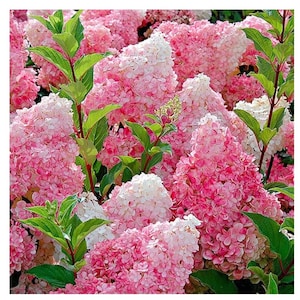 May include: Close-up of a cluster of pink and white hydrangea flowers. The flowers are in full bloom, with a mix of light and dark pink petals. Green leaves and stems are visible throughout the image, creating a vibrant contrast.