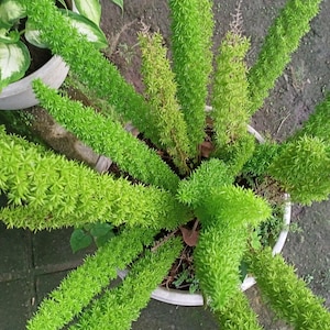 hedera helix wie oft gieen Hedera helix