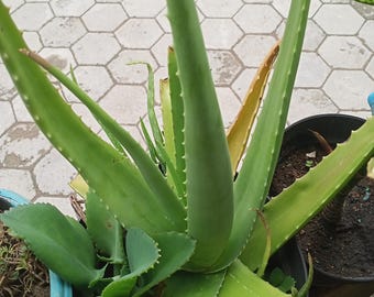 aloe vera soothing gel 99 Aloe 99% Soothing Gel 250ml