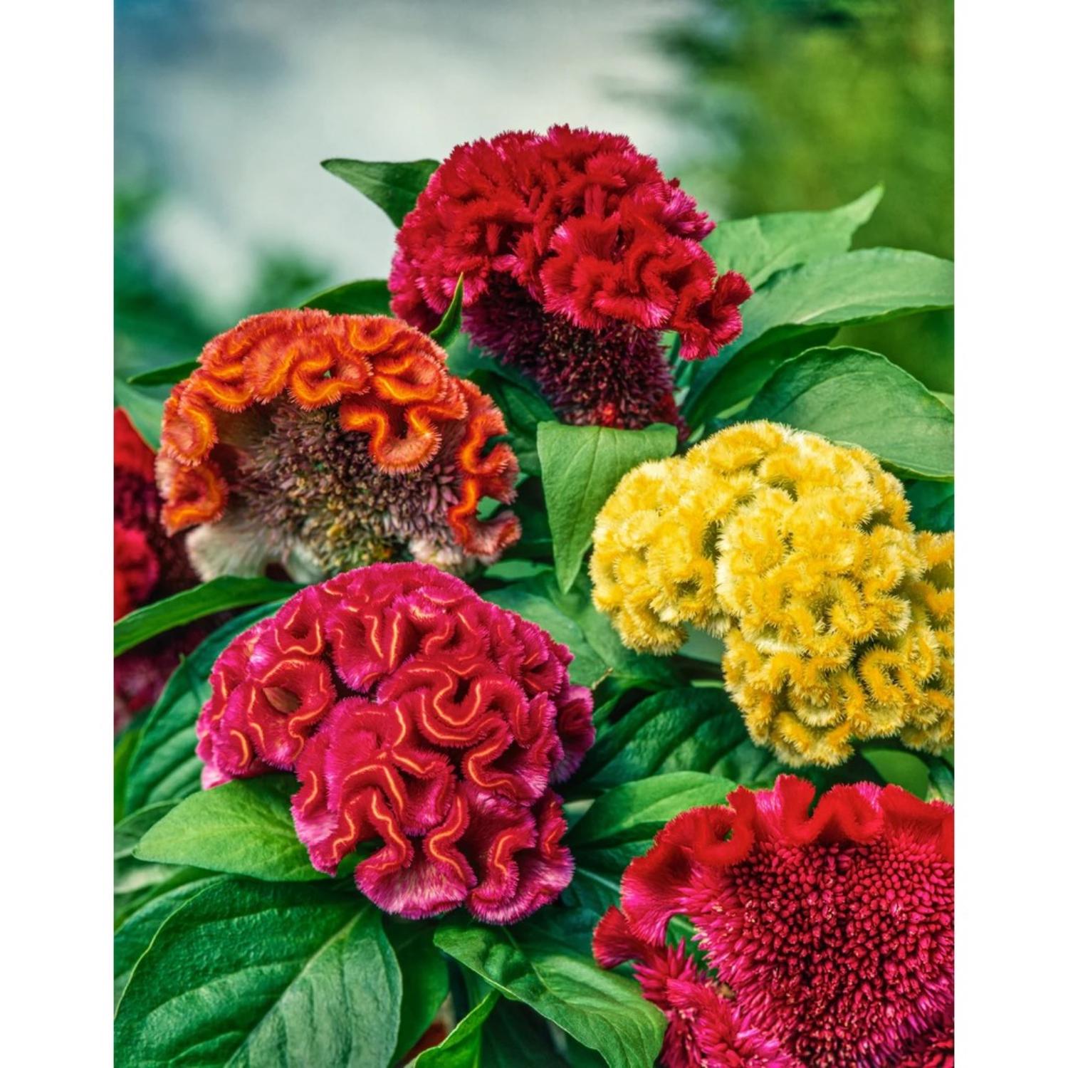 500 Celosia Cristata Mix Seeds – Cockscomb Heirloom Non-gmo, Vibrant ...