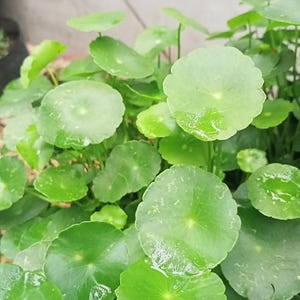 Op de afbeelding: Close-up van een cluster van heldergroene, ronde bladeren, die lijken op kleine waterlelies. De bladeren hebben een gladde textuur en zijn licht vochtig, met zichtbare waterdruppels. De plant is een weelderig, levendig groen.