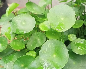 100 Pcs Hydrocotyle Vulgaris Aquatic Plant Seeds Money Grass Coins
