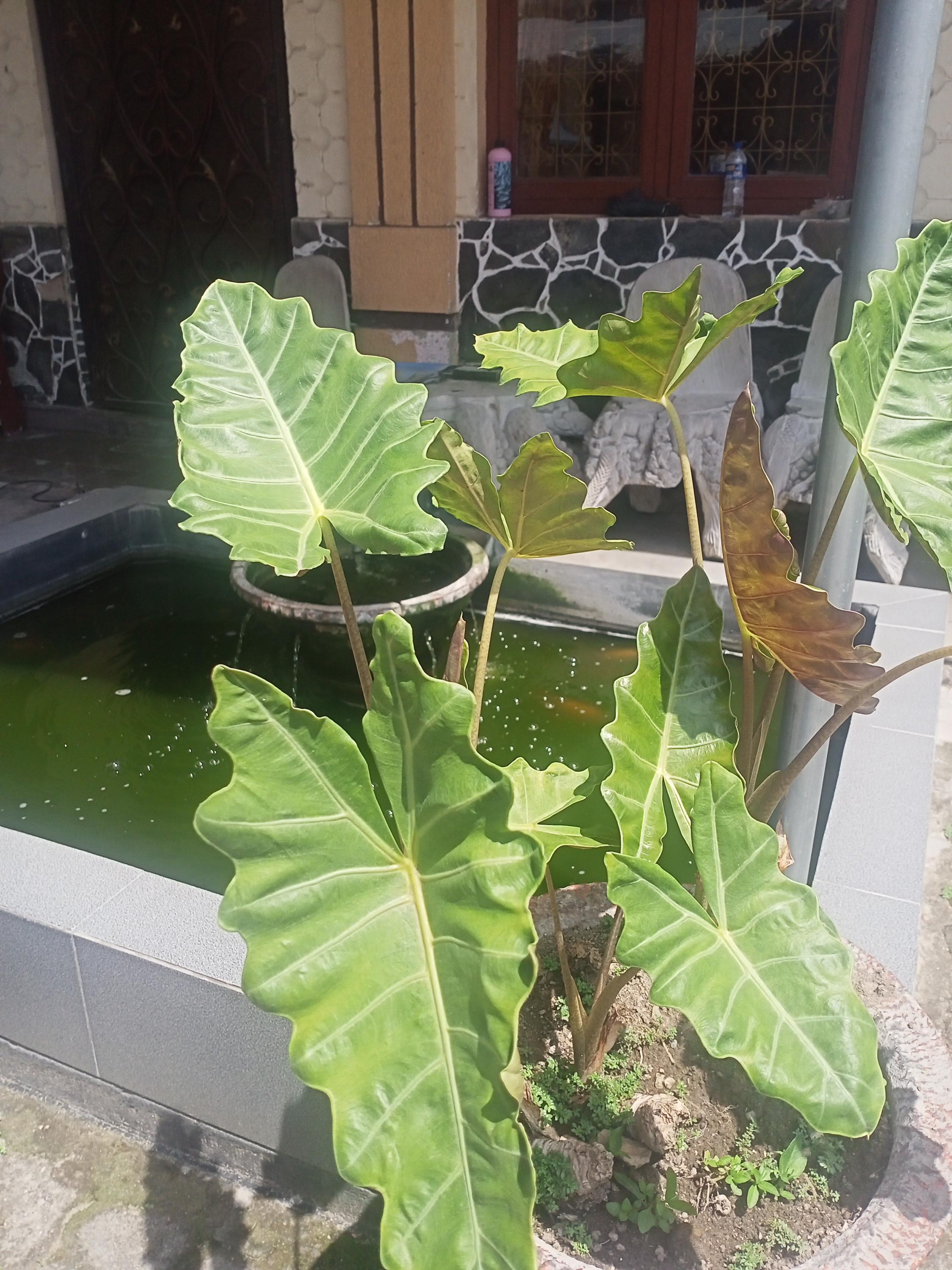 Alocasia seeds - Etsy.de