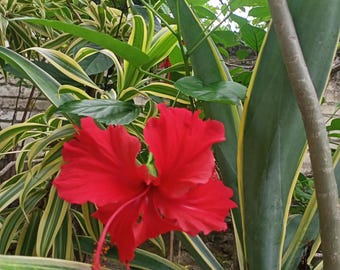 ピンクオレンジレッドハイビスカス20粒の種、花、庭、植え付け