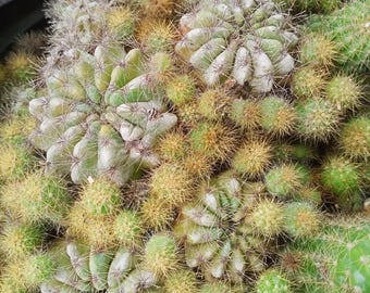 Semillas de Echinopsis Tubiflora / Flor de cactus bola / Semillas de cactus de fácil cultivo 10 piezas
