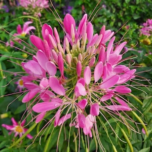 Puede incluir: Primer plano de una flor de araña rosa en plena floración. La flor tiene delicados pétalos alargados y largos estambres finos que irradian hacia afuera. El follaje verde circundante crea un contraste vibrante.