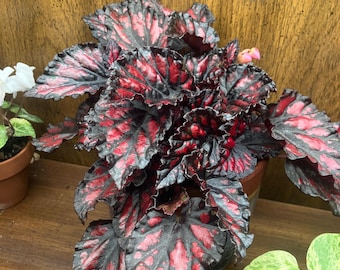 Semillas de Begonia Rex Etna / Begonia de hojas ornamentales / Planta de interior ornamental / 120 unidades
