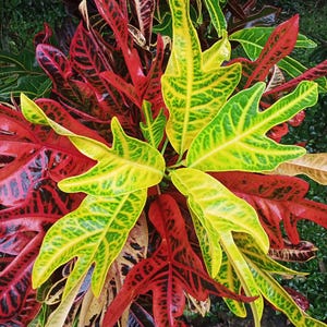 Variegated heliconia plant - Etsy sterreich