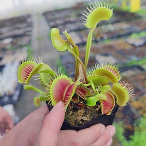 100 Venus Flytrap Seeds Dionaea Muscipula Carnivorous Plant Seeds Indoor Outdoor Garden