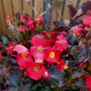 Puede incluir: Primer plano de vibrantes flores de begonia rojas con centros amarillos y hojas de color verde oscuro y burdeos. Las flores están en plena floración, mostrando sus delicados pétalos. La imagen captura la belleza de la planta.