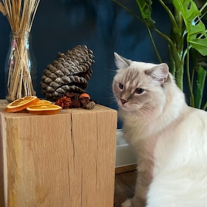 May include: A fluffy, light-colored cat with blue eyes sits near a wooden block. The block holds dried orange slices, a pine cone, and decorative dried flowers in a glass vase. Green leafy plants are in the background.