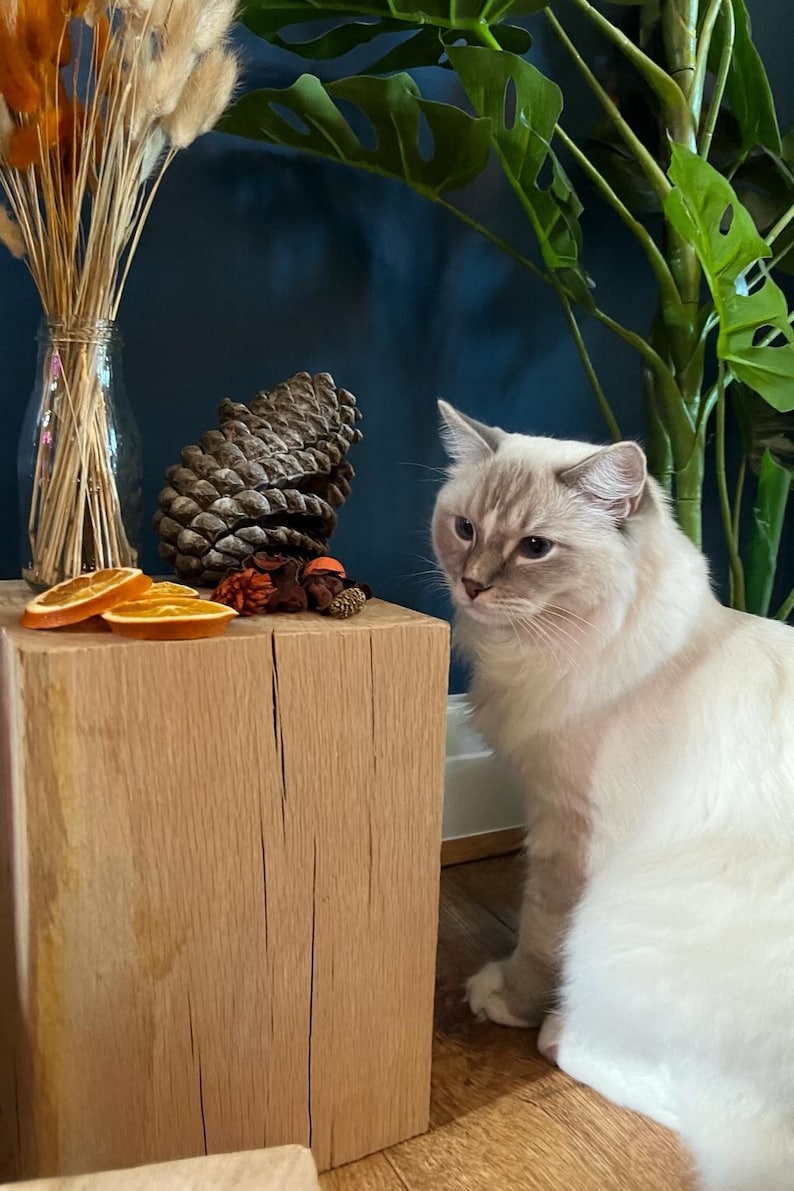May include: A fluffy, light-colored cat with blue eyes sits near a wooden block. The block holds dried orange slices, a pine cone, and decorative dried flowers in a glass vase. Green leafy plants are in the background.