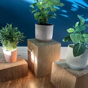 May include: Three potted plants on wooden block stands. The plants have green foliage and are in decorative pots. The stands are made of natural wood and have a rustic appearance. The background is a solid blue wall.