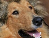 Needlepoint Canvas 14 or 18 count, Collie dog, Collie Portrait