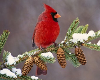 Needlepoint Canvas 14 or 18 count, Christmas Cardinal, By Lori Everett, Pine Cones, Tree