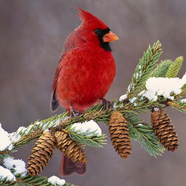 Needlepoint Canvas 14 or 18 count, Christmas Cardinal, By Lori Everett, Pine Cones, Tree