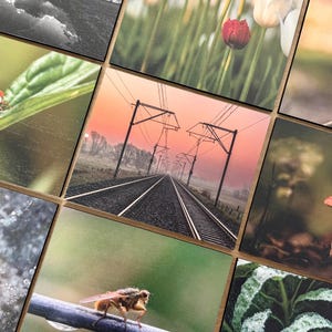 Könnte beinhalten: Eine Collage aus neun verschiedenen Fotografien, die einen Marienkäfer auf einem grünen Blatt, eine rote Tulpe, einen Vogel, Bahngleise bei Sonnenuntergang, einen Pilz, Wassertropfen auf Laub, eine Fliege auf einem Draht und frostbedeckte Blätter zeigt.