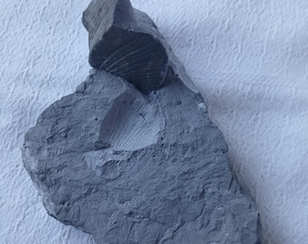 369g Brachiopod Fossil from Morocco-Paleozoic Marine Specimen