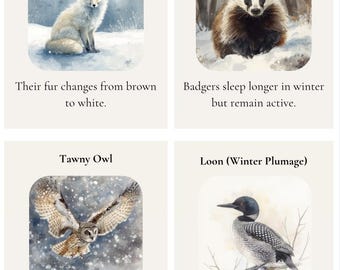 Winter Nocturnal Animal Cards | Nature Study Printable (PDF)