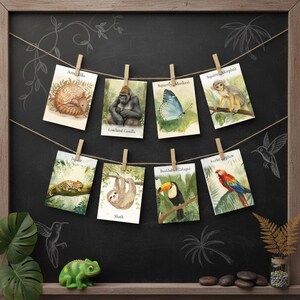 May include: A series of animal illustrations, including an armadillo, gorilla, butterfly, monkey, jaguar, sloth, toucan, and parrot, presented on a chalkboard. The images are attached with pegs to a string, with chalk drawings of plants and a hummingbird.