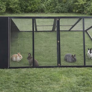 May include: A black and wire mesh rabbit hutch with four rabbits inside, set on a grassy lawn. The rabbits are various colors, including brown, gray, and black and white. The hutch has a solid black side and double doors.