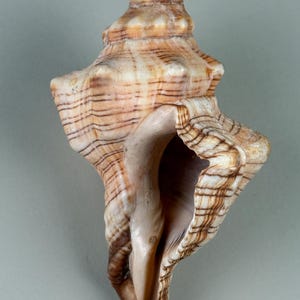 Trapezium Horse Conch Shell - Brown Cream Banding, Coastal Decor