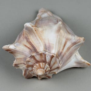Knobbed Whelk Shell — Brown & White Striped, Flared Aperture, Atlantic Coast Natural Specimen