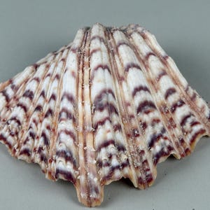 Bear Paw Clam Shell - Bold Patterned Half with Smooth Interior