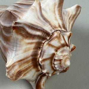 Knobbed Whelk Shell: Brown and White Stripes - Natural Coastal Decor