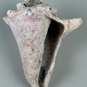 Queen Conch Shell: Weathered Ocean Relic - Barnacle Texture, Pink Inside