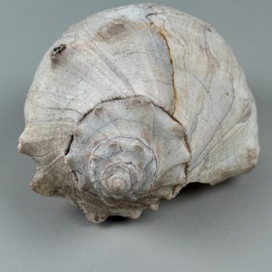 Weathered Knobbed Whelk Shell - Large Rustic Coastal Decor
