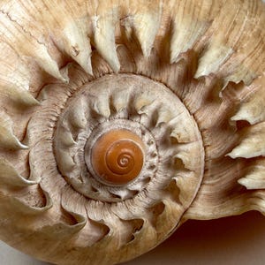 Crowned Baler Volute Shell: Large Melo Diadema, 7.75", Natural Specimen