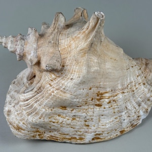 Queen Conch Shell — Large Strombus gigas Specimen, Pink Aperture, Sculptural Coastal Décor
