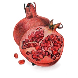 Set of 6 Illustrated Pomegranate Cards image 2