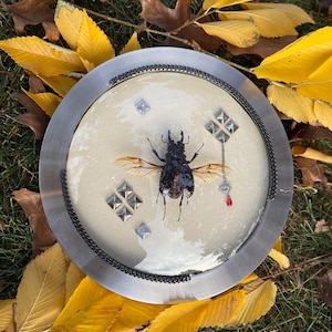 May include: A decorative, round, silver-toned tray featuring a preserved beetle with open wings. The tray has a black chain border and is adorned with silver-toned geometric shapes and a dangling charm with a red gem. The tray is surrounded by yellow leaves.