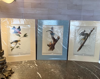 Set of 3- Matted James John Audubon The Birds of America Prints.