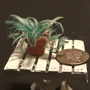 May include: A miniature potted plant with green and white striped leaves, sitting on a white wooden table with a silver coin for scale.
