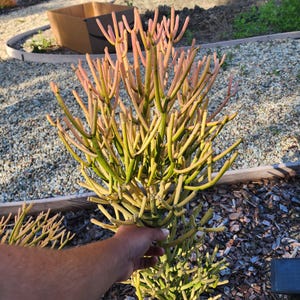 May include: A close-up of a pencil cactus plant with green and pink stems. The plant has a unique, branching structure. The background includes mulch, gravel, and a glimpse of a cardboard box.