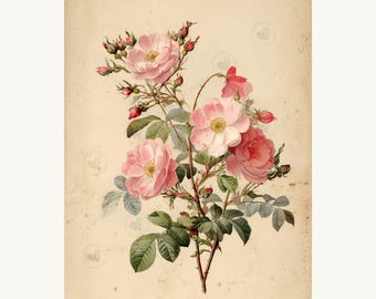 Wildrose Kunstdruck – Vintage Blumen Illustration – Digital Download
